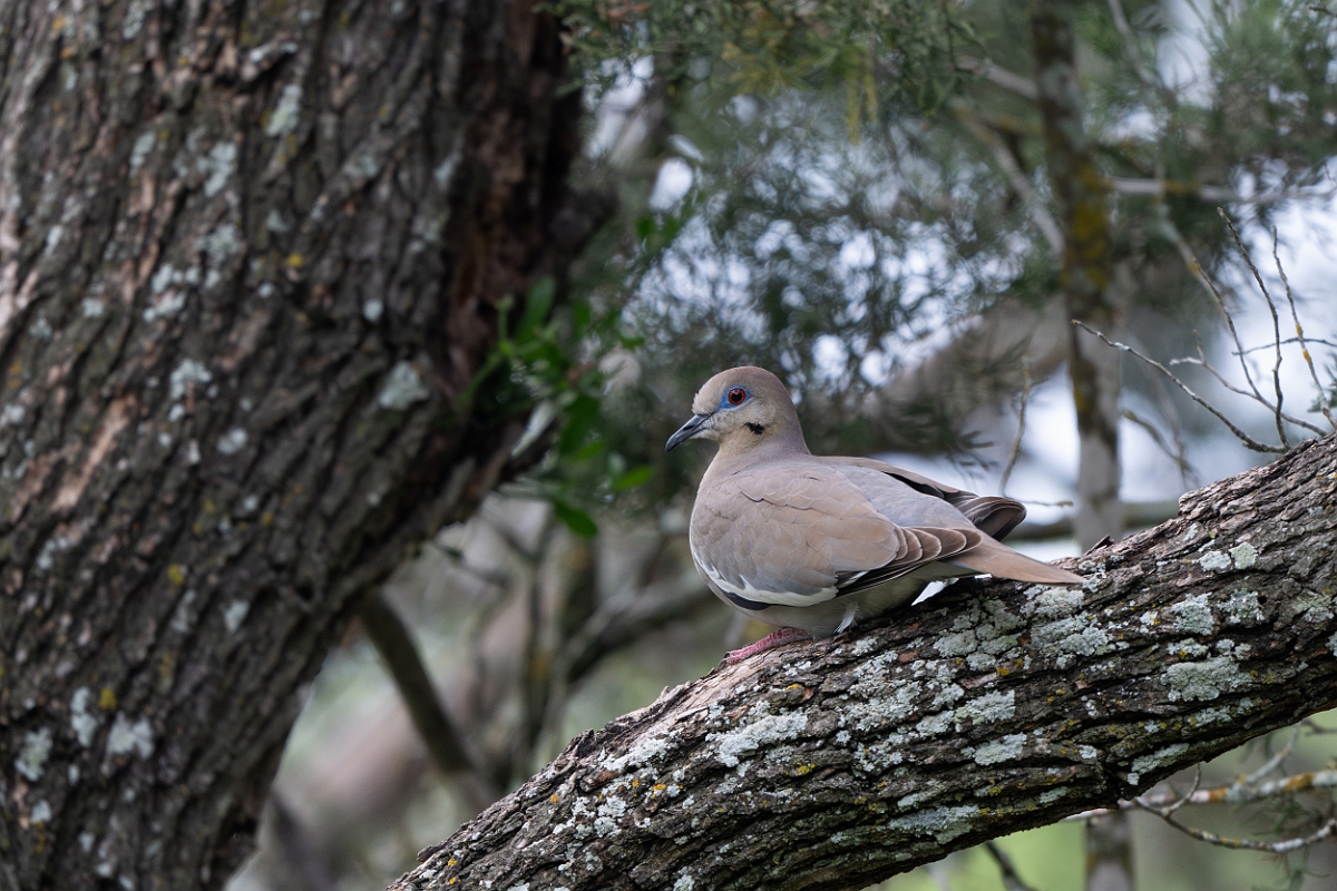 DPPhotography - Texas - White-winged dove - J.jpg - White-winged dove - Pedernales Falls State Park, Texas