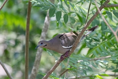 DPPhotography - Texas - White-winged dove - A