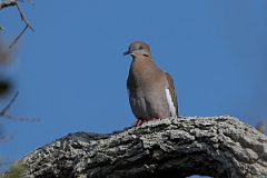DPPhotography - Texas - White-winged dove - B