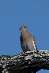 DPPhotography - Texas - White-winged dove - C