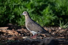 DPPhotography - Texas - White-winged dove - D