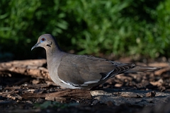 DPPhotography - Texas - White-winged dove - E