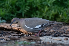 DPPhotography - Texas - White-winged dove - F