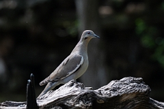 DPPhotography - Texas - White-winged dove - G