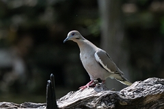 DPPhotography - Texas - White-winged dove - H