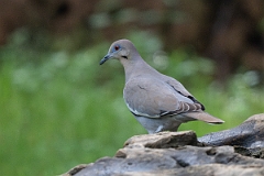 DPPhotography - Texas - White-winged dove - I