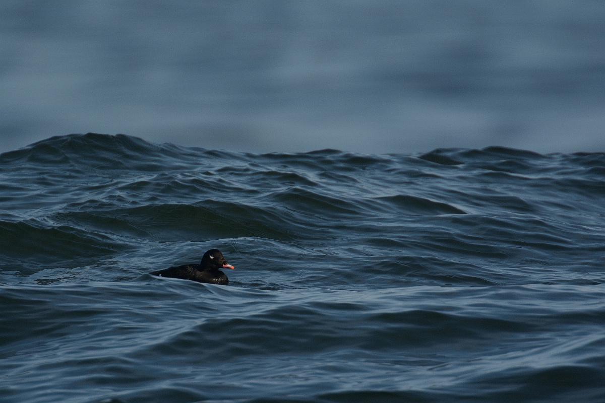 David Plant Photography - Wildlife Photography - White-winged scoter - A.jpg - White-winged scoter - Halibut Point, MA