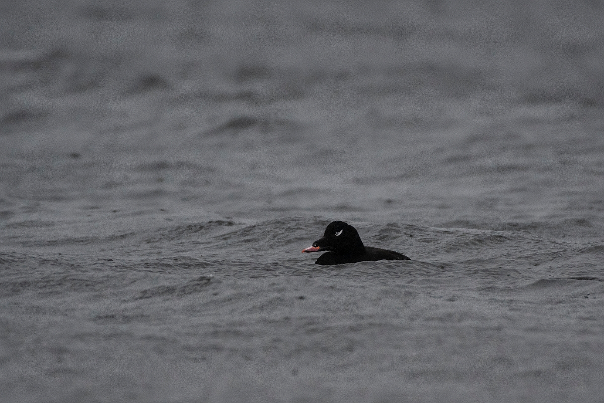 David Plant Photography - Wildlife Photography - White-winged scoter - B.jpg - White-winged scoter - Salisbury Beach, MA