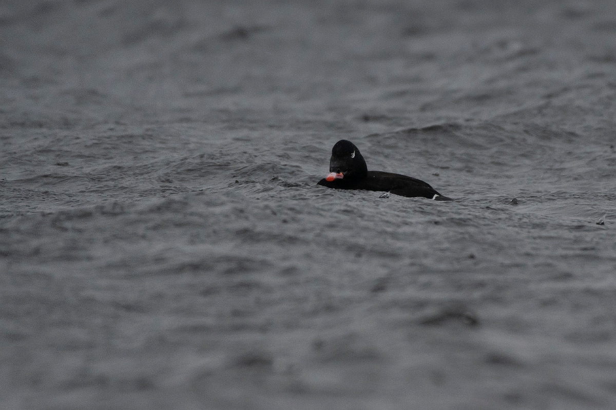 David Plant Photography - Wildlife Photography - White-winged scoter - C.jpg - White-winged scoter - Salisbury Beach, MA