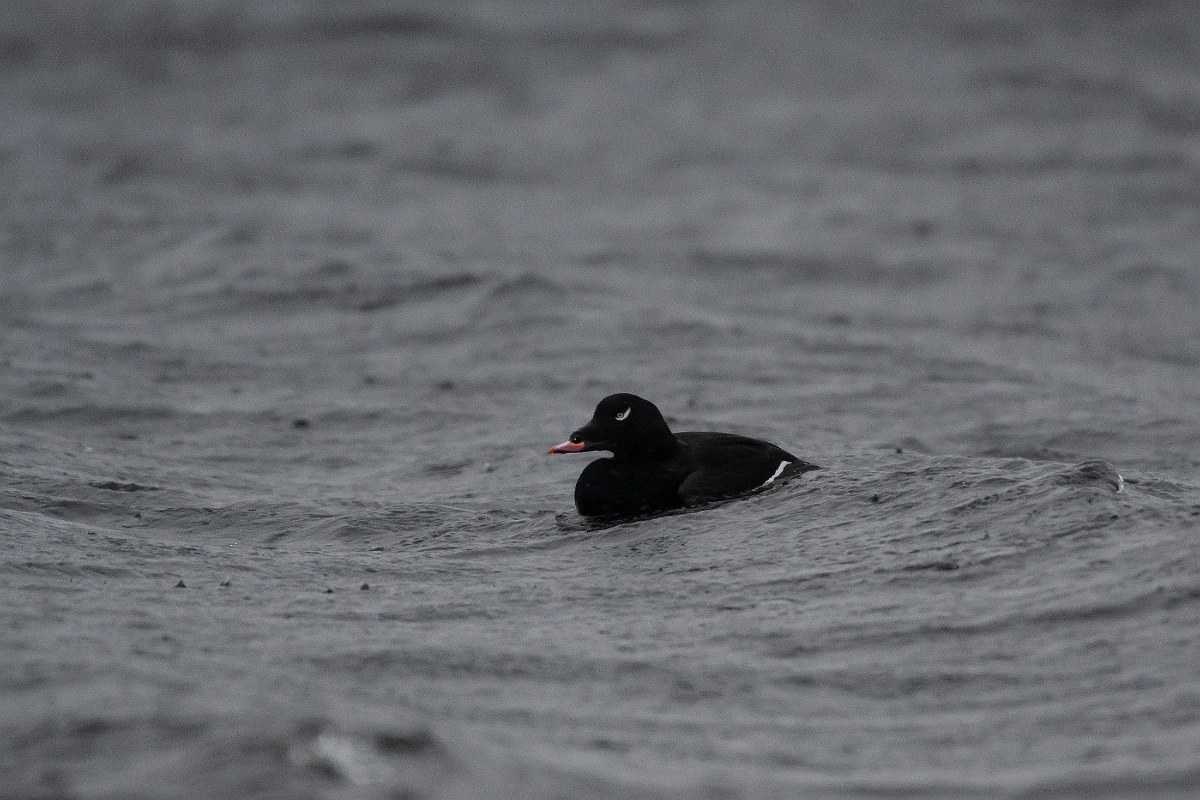 David Plant Photography - Wildlife Photography - White-winged scoter - D.jpg - White-winged scoter - Salisbury Beach, MA