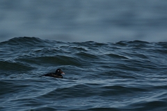 David Plant Photography - Wildlife Photography - White-winged scoter - A