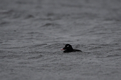 David Plant Photography - Wildlife Photography - White-winged scoter - B