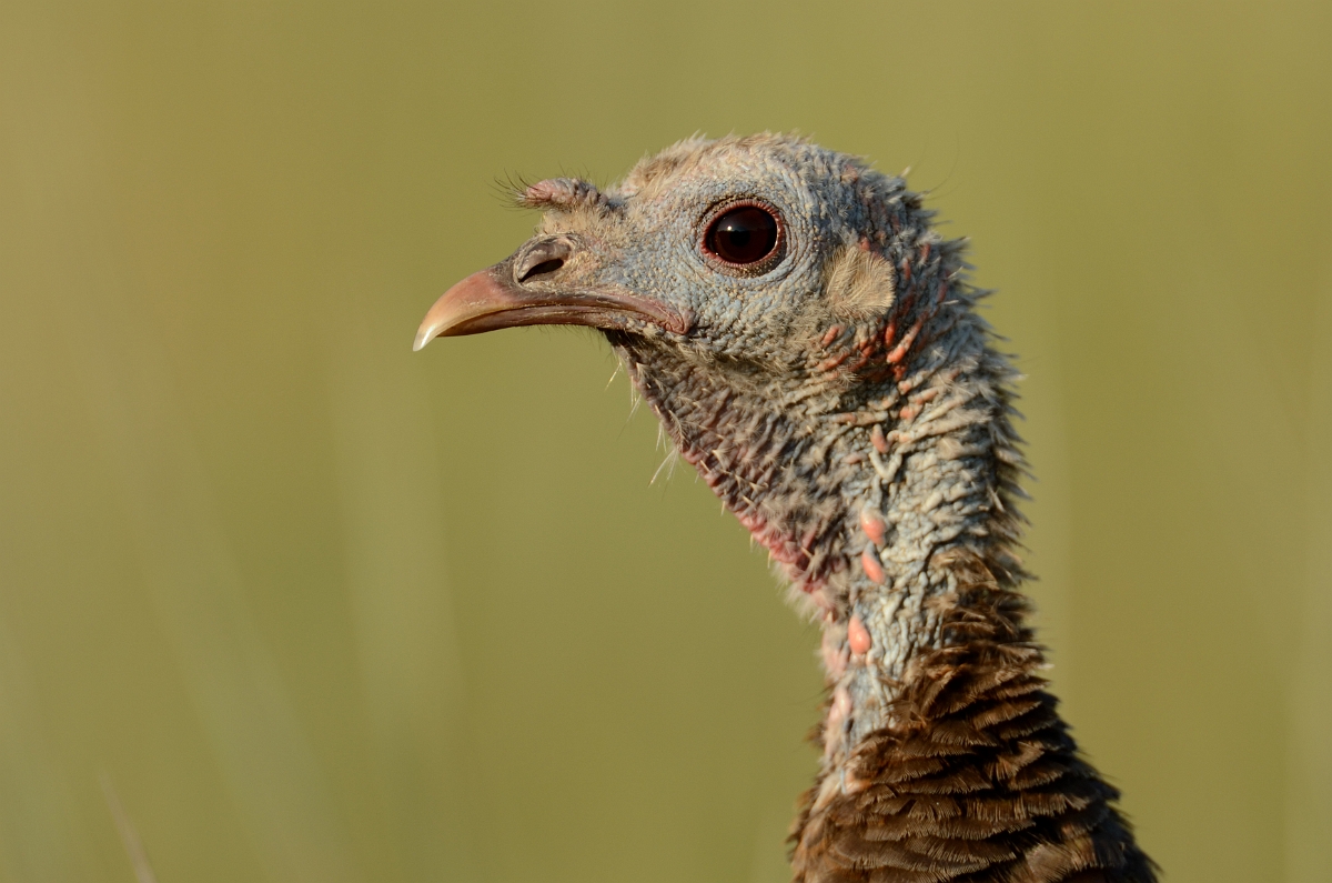 David Plant Photography - Wildlife Photography - Wild turkey - A.jpg - Wild turkey head - Plum Island, MA