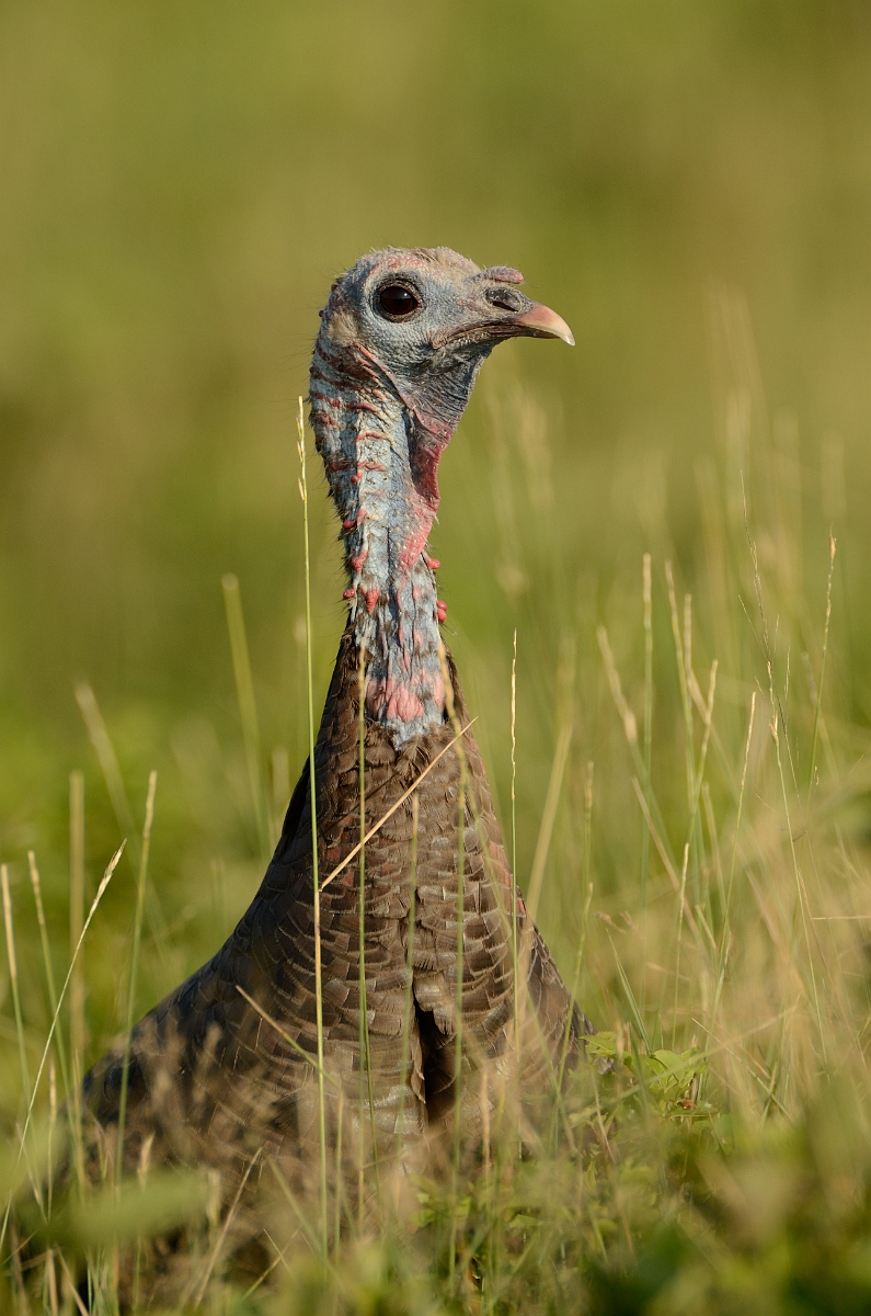 David Plant Photography - Wildlife Photography - Wild turkey - B.jpg - Wild turkey head - Plum Island, MA