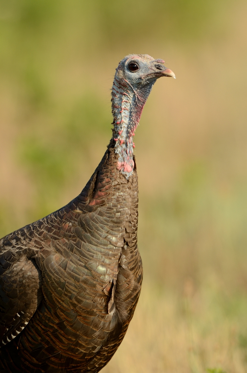 David Plant Photography - Wildlife Photography - Wild turkey - C.jpg - Wild turkey head - Plum Island, MA