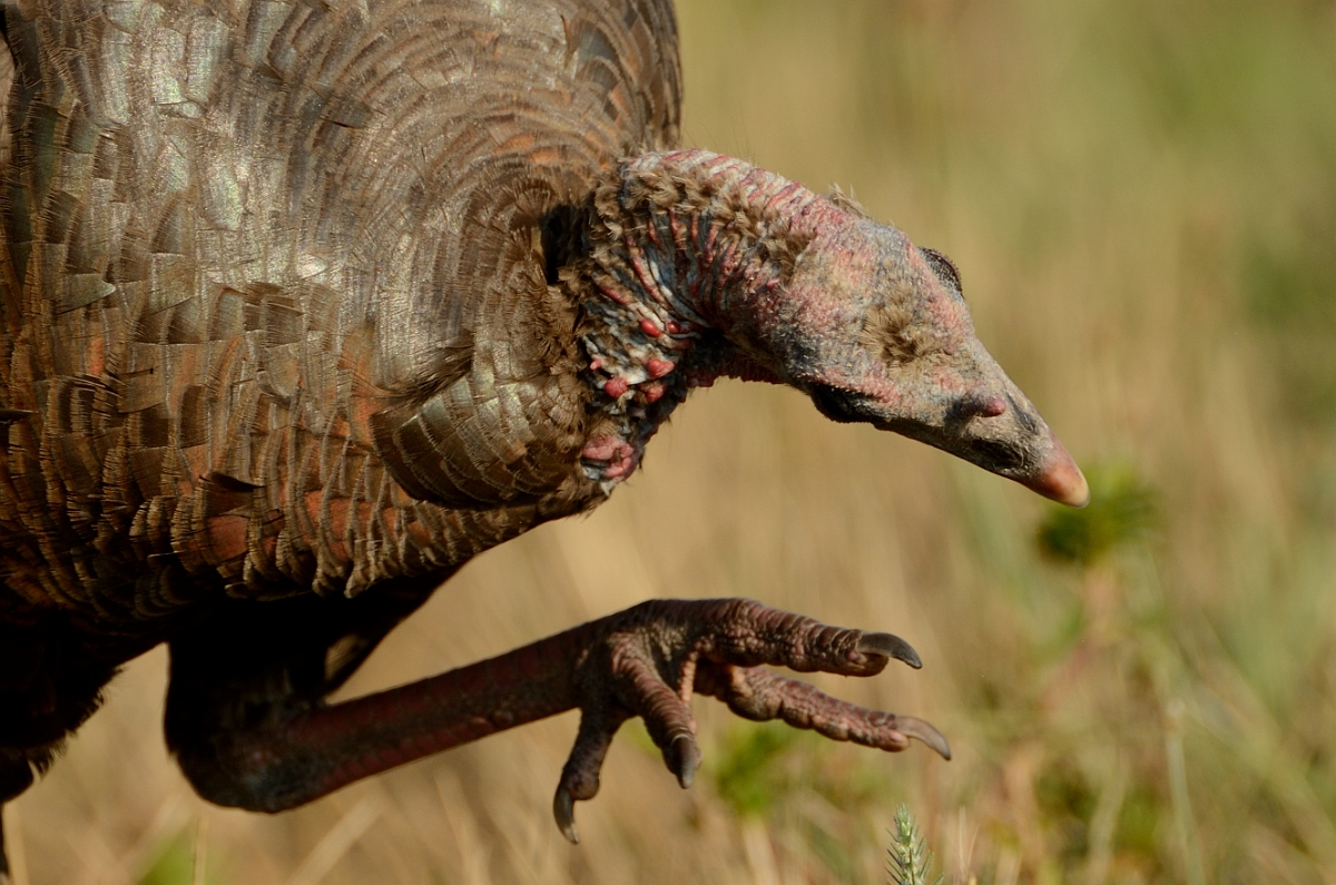 David Plant Photography - Wildlife Photography - Wild turkey - D.jpg - Wild turkey scratching - Plum Island, MA