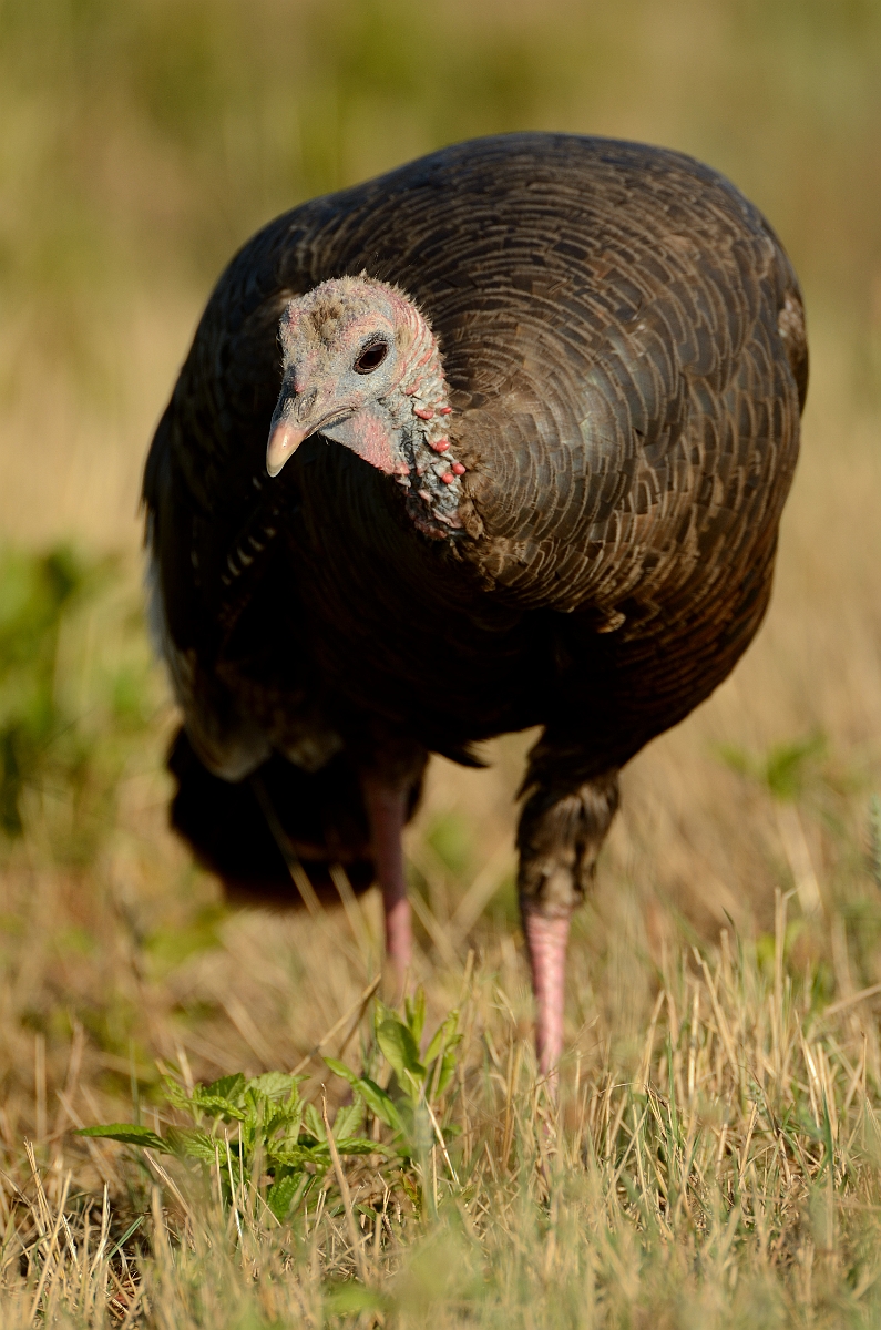 David Plant Photography - Wildlife Photography - Wild turkey - E.jpg - Wild turkey - Plum Island, MA