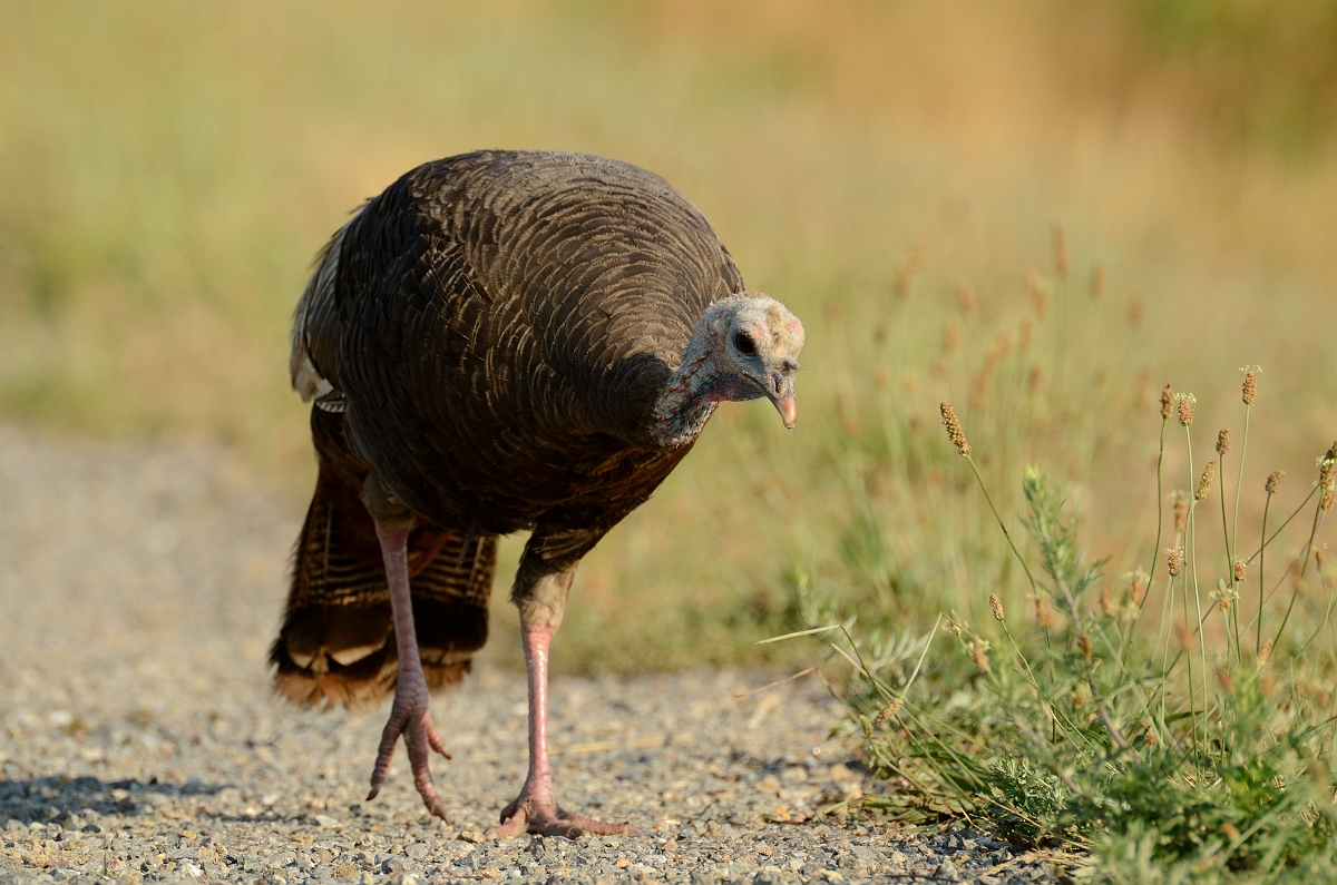 David Plant Photography - Wildlife Photography - Wild turkey - F.jpg - Wild turkey - Plum Island, MA