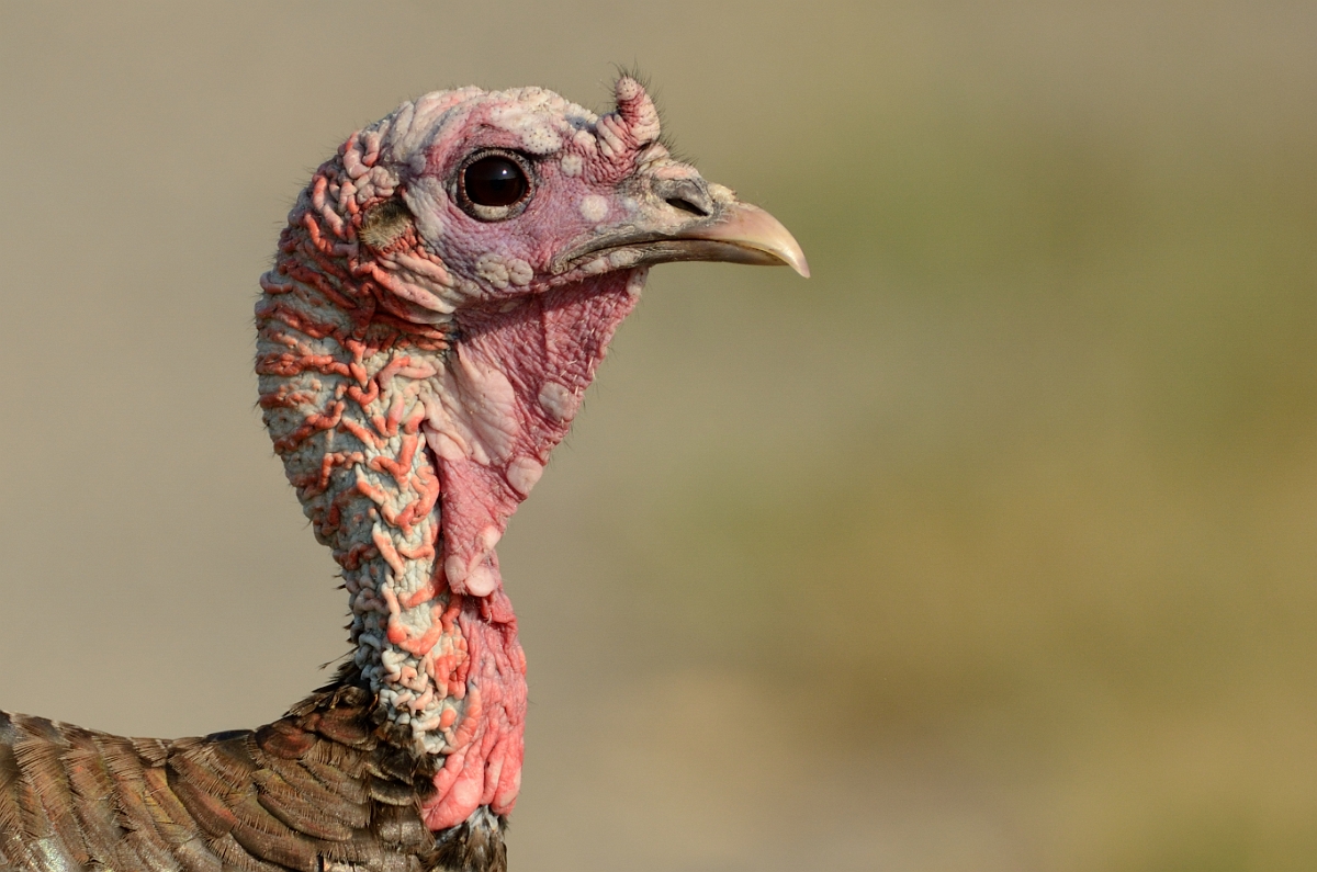 David Plant Photography - Wildlife Photography - Wild turkey - G.jpg - Wild turkey head - Plum Island, MA