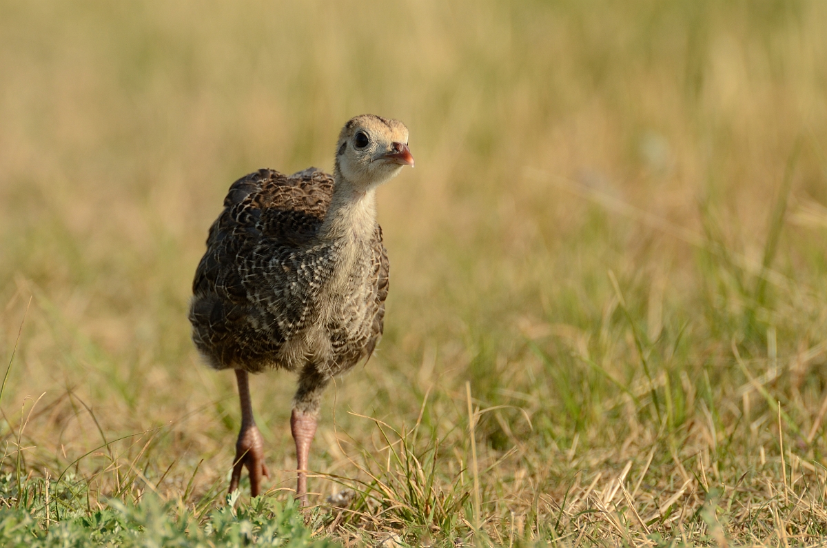 David Plant Photography - Wildlife Photography - Wild turkey - H.jpg - Wild turkey chick - Plum Island, MA
