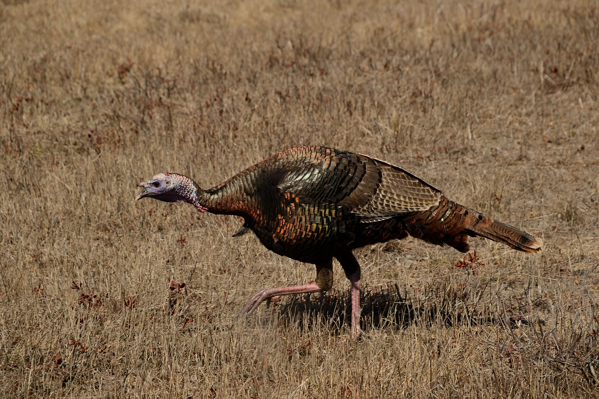 David Plant Photography - Wildlife Photography - Wild turkey - I.jpg - Wild turkey - Plum Island, MA