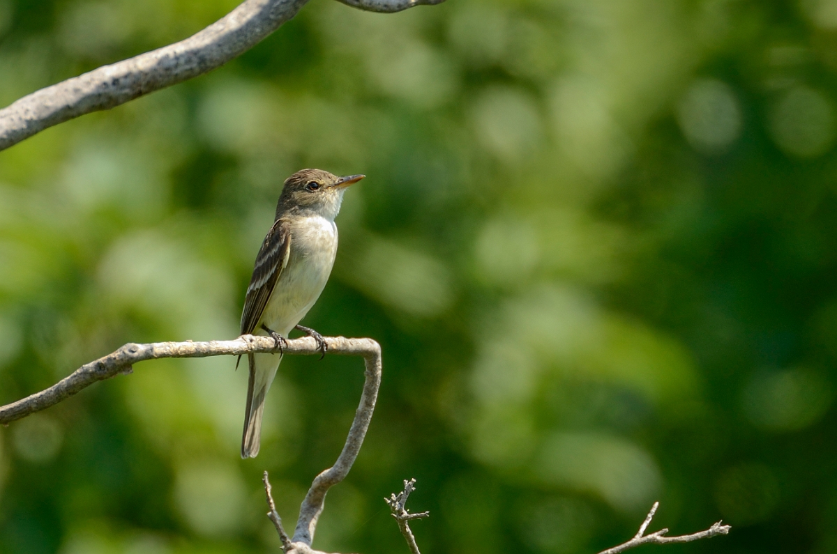 David Plant Photography - Wildlife Photography - Willow flycatcher - A.JPG - Willow flycatcher - Plum Island, MA