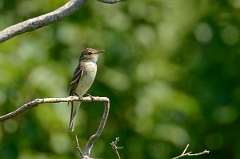 David Plant Photography - Wildlife Photography - Willow flycatcher - A