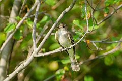 David Plant Photography - Wildlife Photography - Willow flycatcher - B