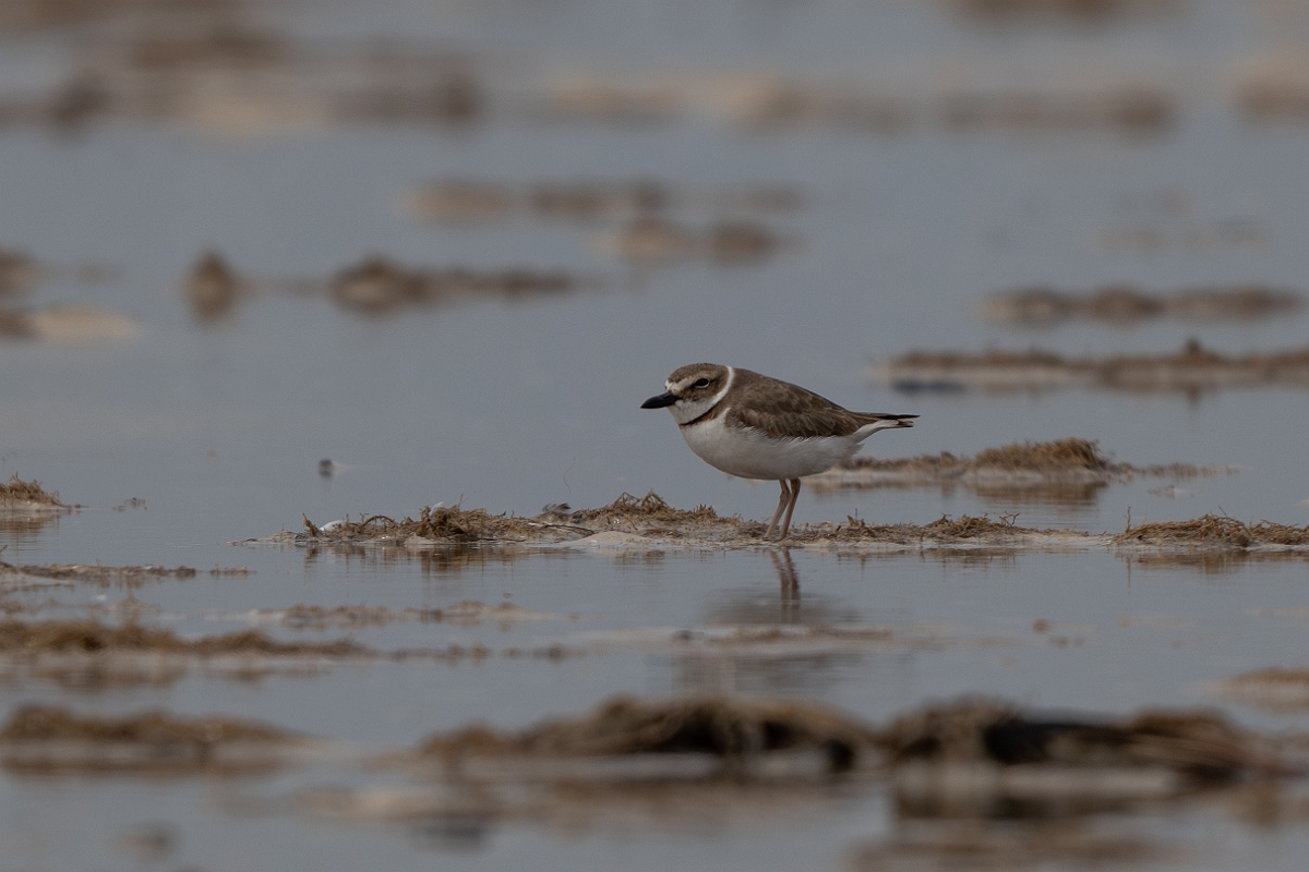 DPPhotography - Texas - Wilson's plover - A.jpg - Wilson's plover - Bolivar Flats, Bolivar Peninsula, Texas