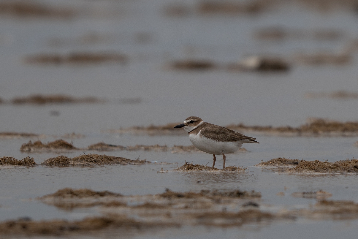 DPPhotography - Texas - Wilson's plover - B.jpg - Wilson's plover - Bolivar Flats, Bolivar Peninsula, Texas