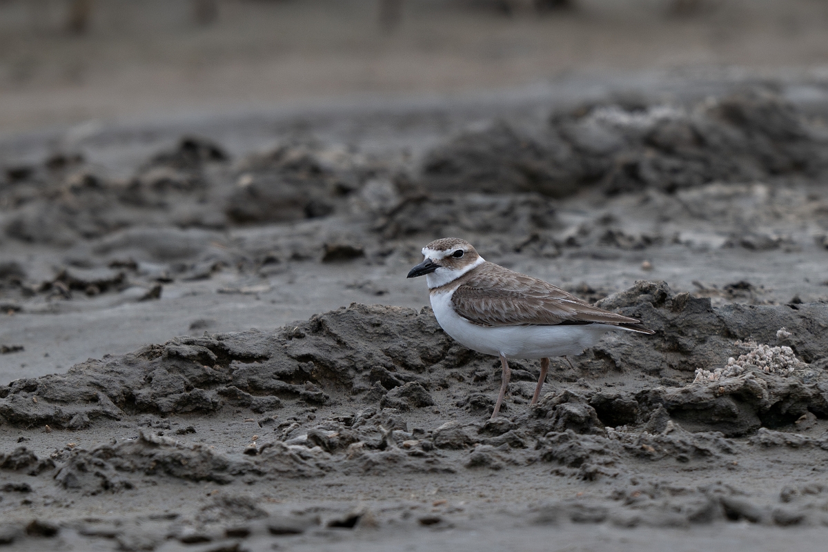 DPPhotography - Texas - Wilson's plover - C.jpg - Wilson's plover - Redfish Bay Causeway, Texas