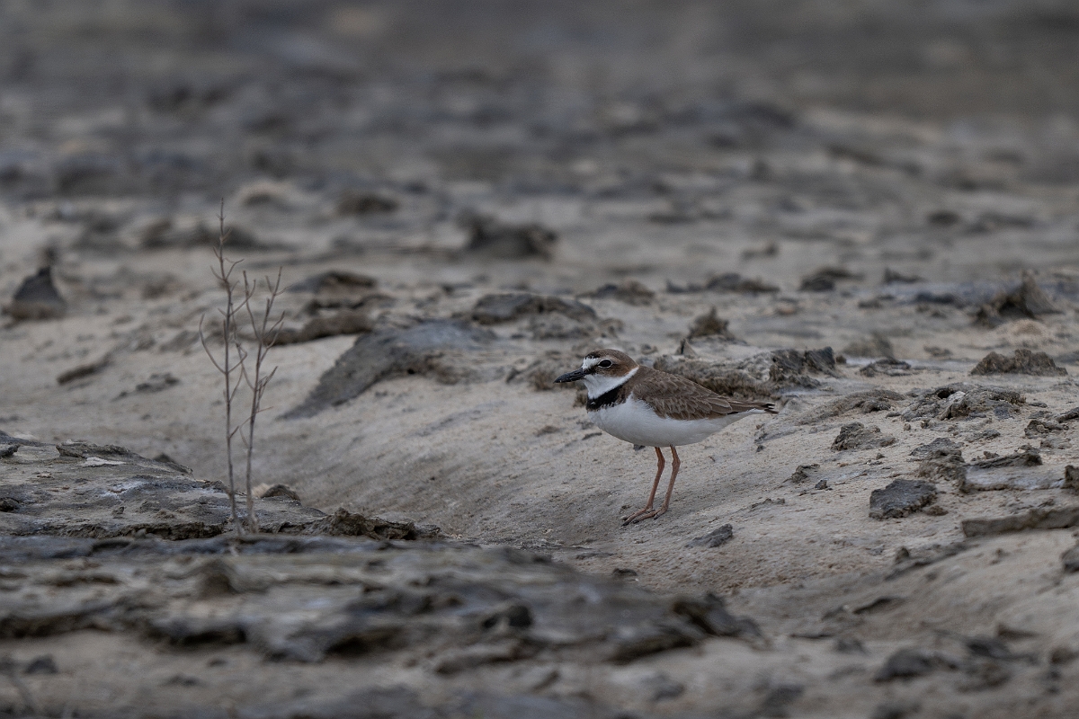 DPPhotography - Texas - Wilson's plover - E.jpg - Wilson's plover - Redfish Bay Causeway, Texas