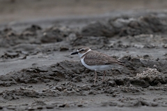 DPPhotography - Texas - Wilson's plover - D