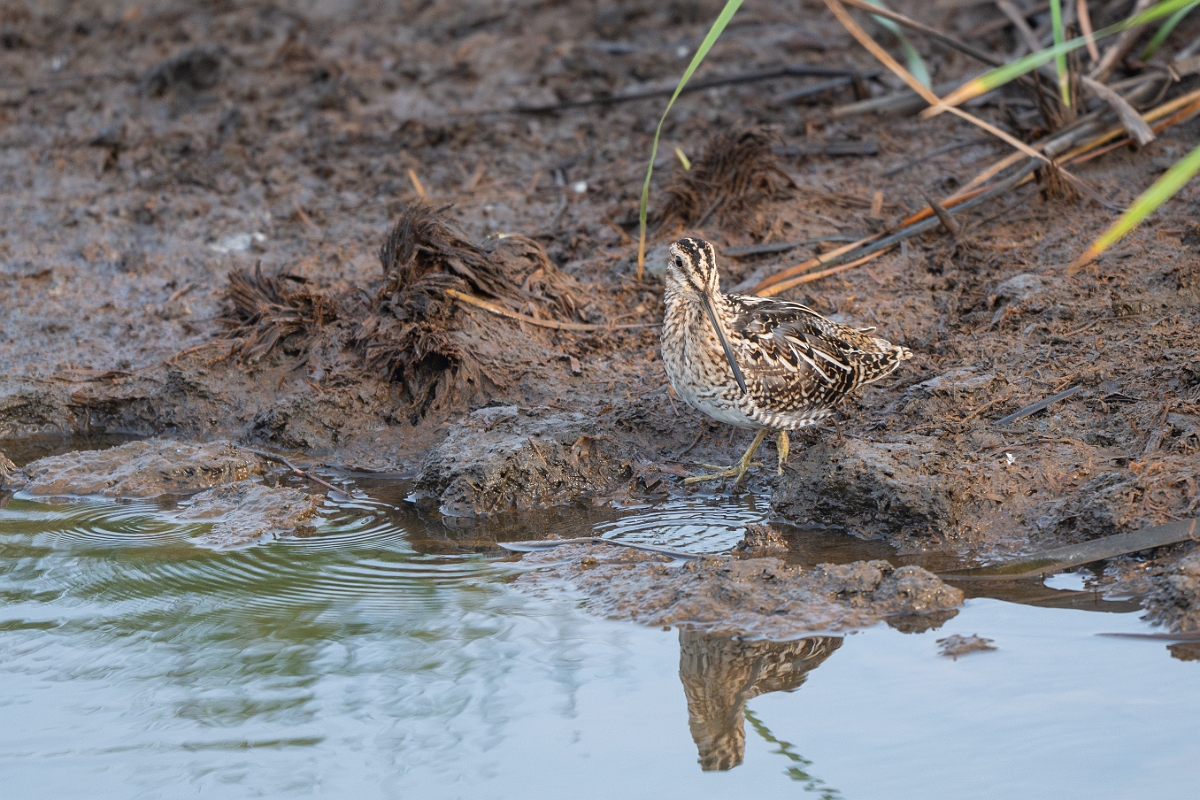 DPPhotography - Texas - Wilson's snipe - A.jpg - Wilson's snipe - Anahuac NWR, Texas