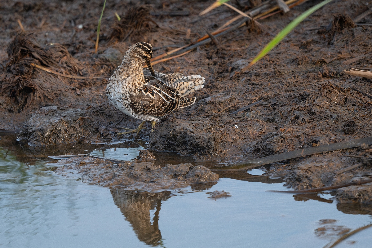 DPPhotography - Texas - Wilson's snipe - B.jpg - Wilson's snipe - Anahuac NWR, Texas