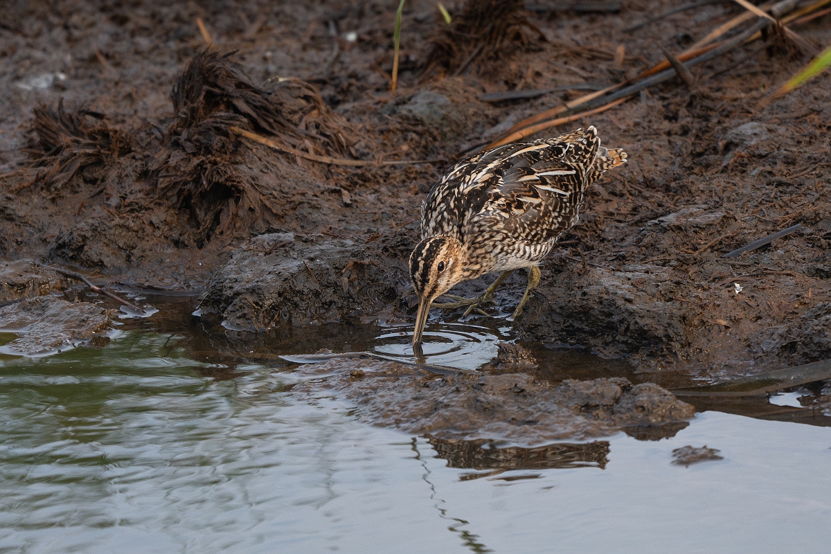 DPPhotography - Texas - Wilson's snipe - C.jpg - Wilson's snipe - Anahuac NWR, Texas