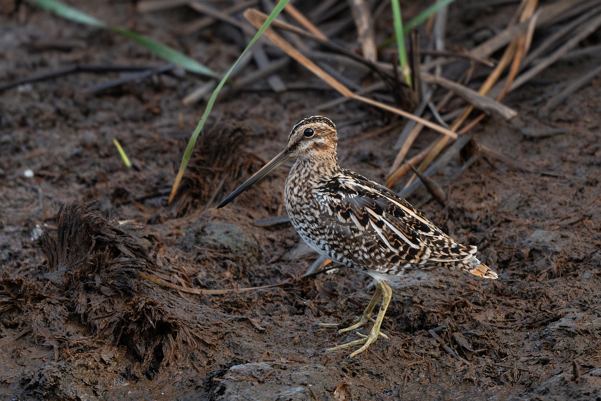 DPPhotography - Texas - Wilson's snipe - E.jpg - Wilson's snipe - Anahuac NWR, Texas