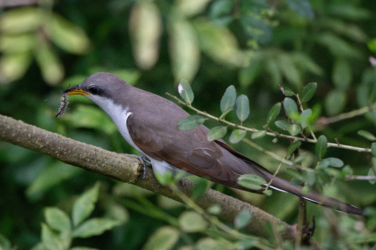 DPPhotography - Texas - Yellow-billed cuckoo - A.jpg - Yellow-billed cuckoo - Smith Oaks, High Island, Texas