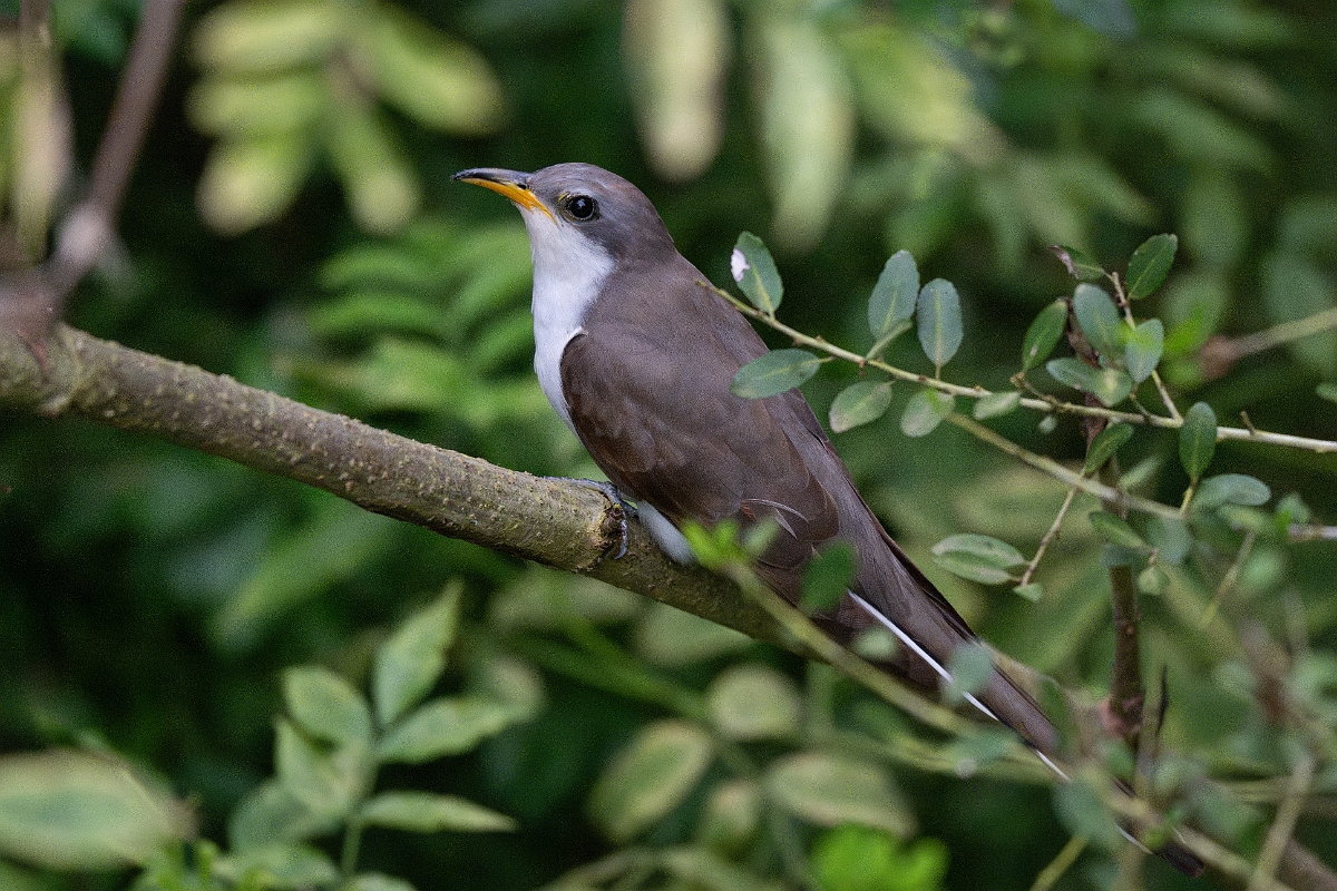 DPPhotography - Texas - Yellow-billed cuckoo - B.jpg - Yellow-billed cuckoo - Smith Oaks, High Island, Texas