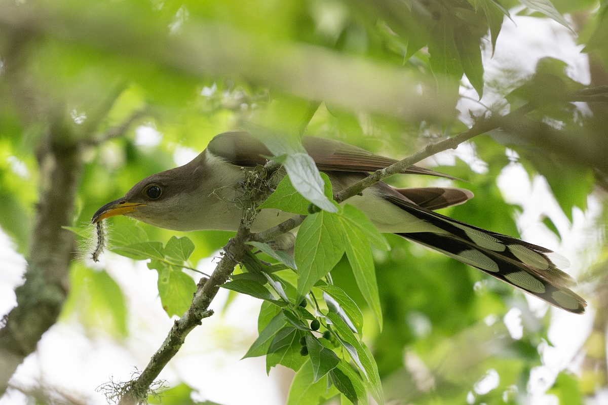DPPhotography - Texas - Yellow-billed cuckoo - C.jpg - Yellow-billed cuckoo - Smith Oaks, High Island, Texas