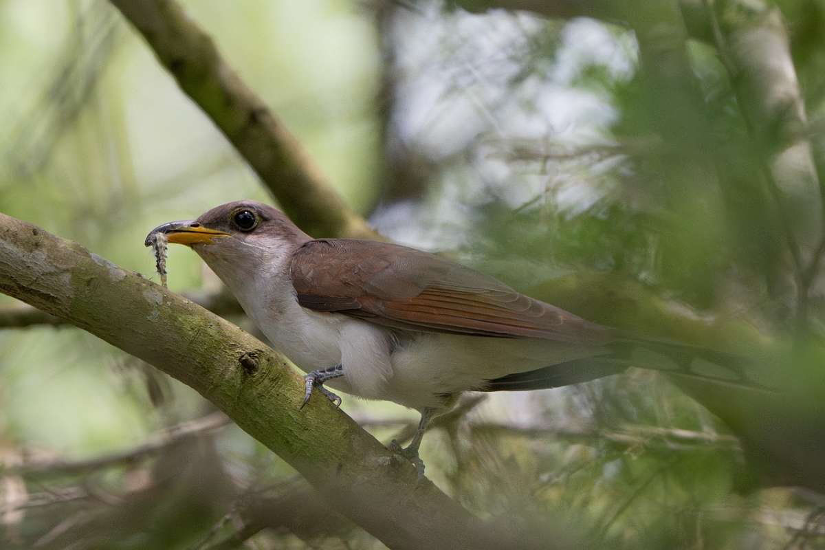 DPPhotography - Texas - Yellow-billed cuckoo - D.jpg - Yellow-billed cuckoo - Smith Oaks, High Island, Texas