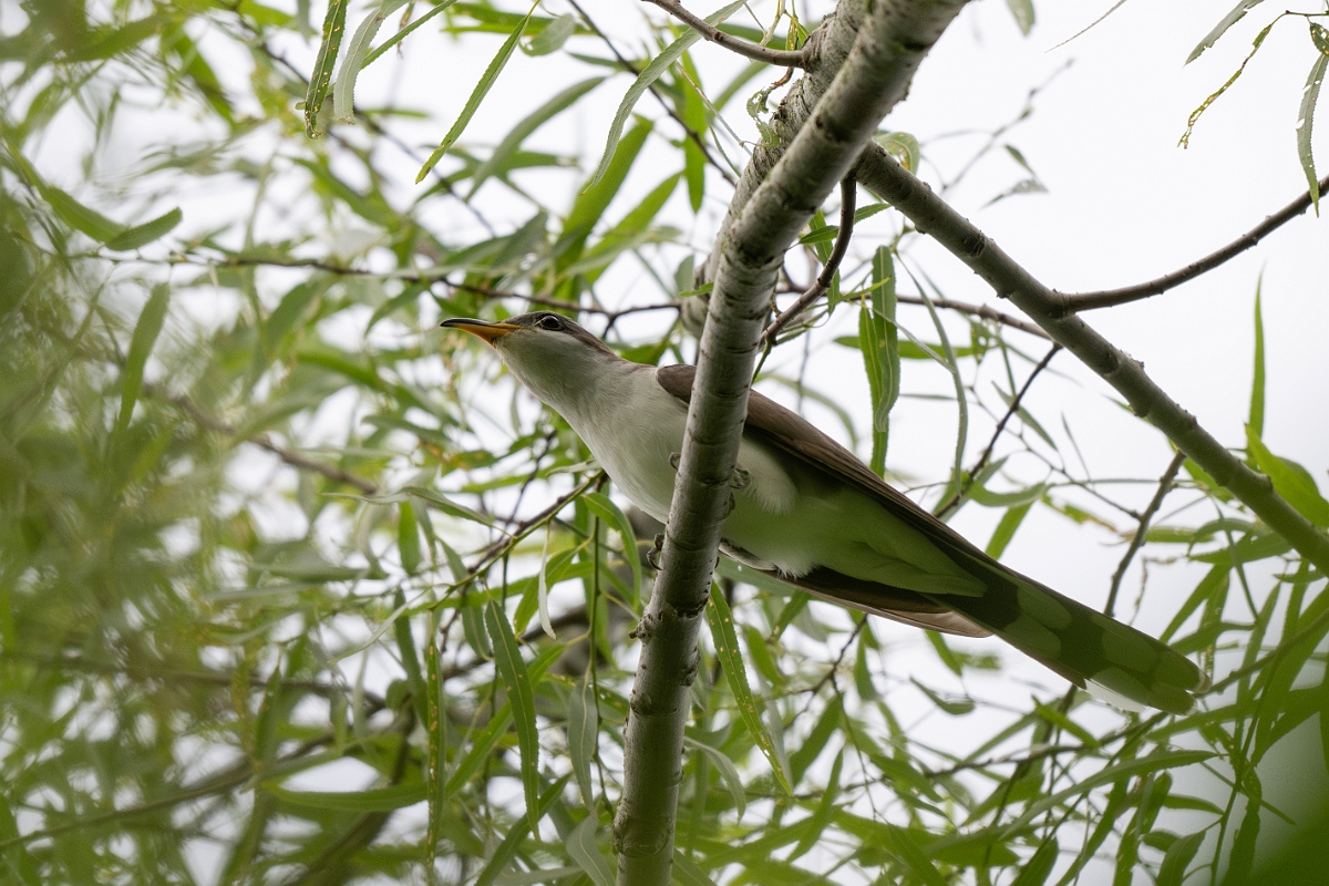 DPPhotography - Texas - Yellow-billed cuckoo - E.jpg - Yellow-billed cuckoo - Smith Oaks, High Island, Texas