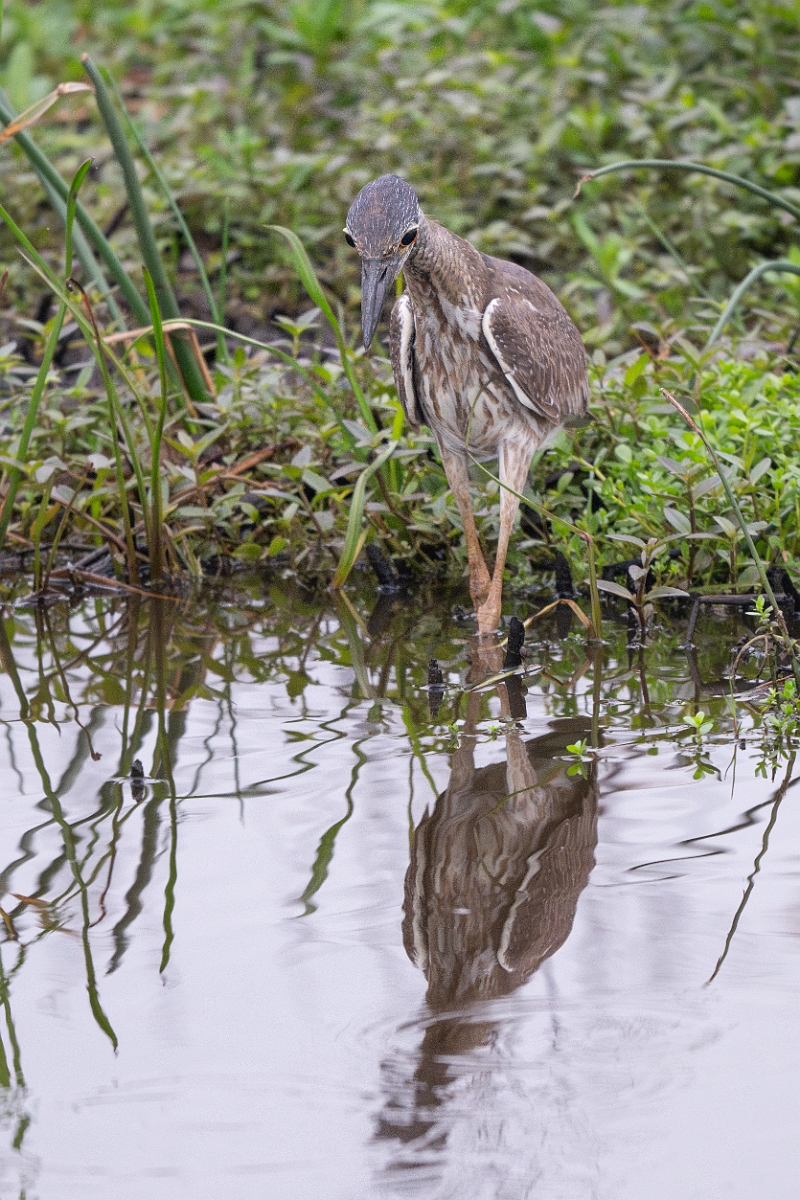 DPPhotography - Texas - Yellow-crowned night heron - A.jpg - Yellow-crowned night heron - Anahuac NWR, Texas