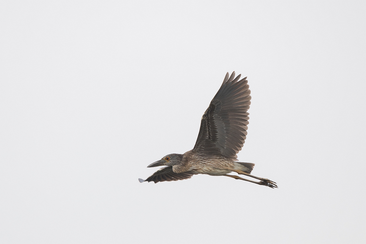 DPPhotography - Texas - Yellow-crowned night heron - D.jpg - Yellow-crowned night heron - Anahuac NWR, Texas