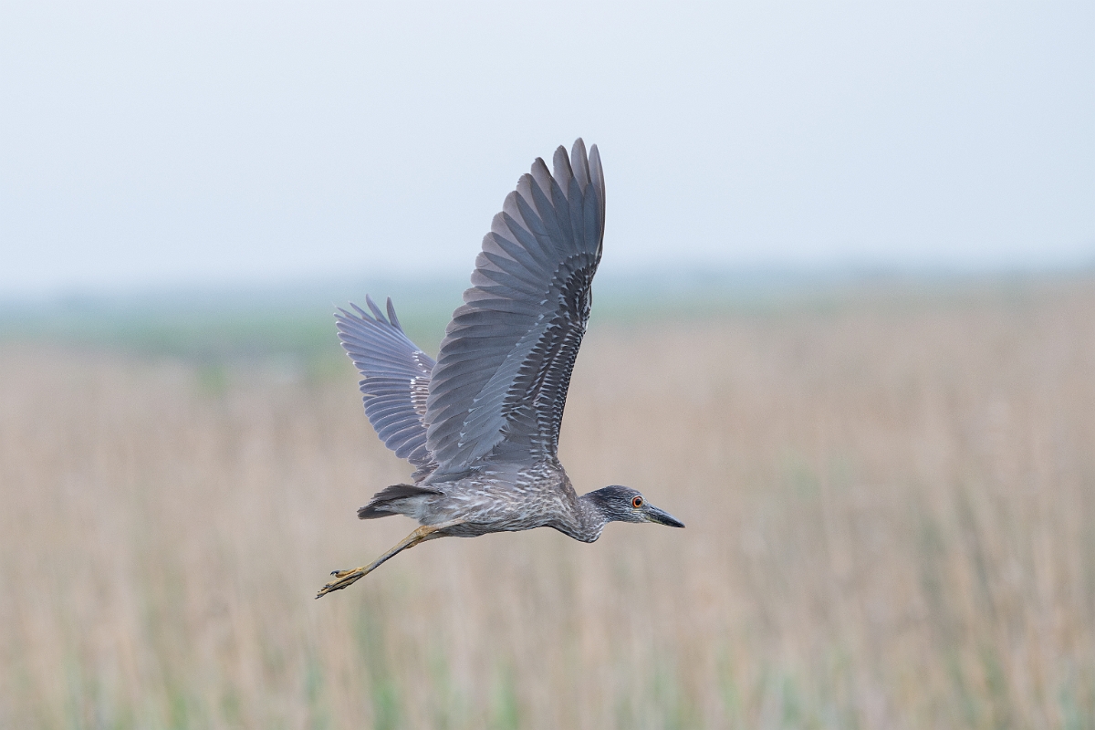 DPPhotography - Texas - Yellow-crowned night heron - G.jpg - Yellow-crowned night heron - Anahuac NWR, Texas