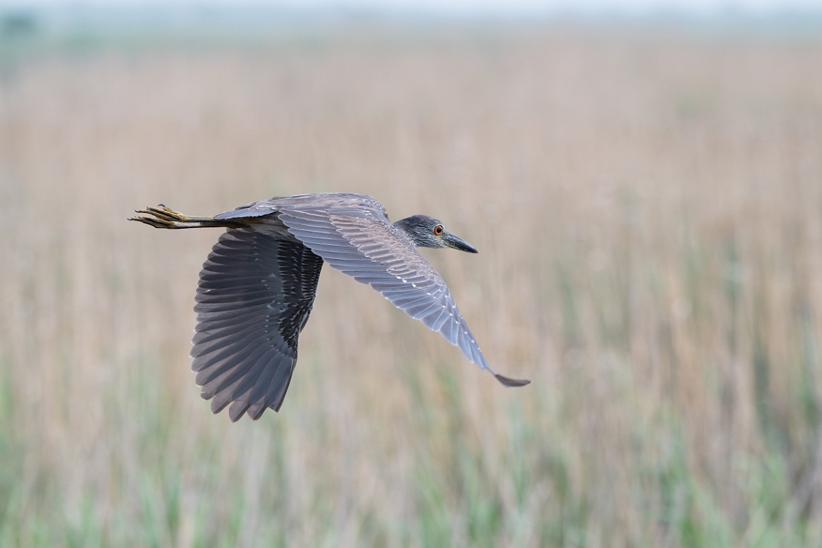 DPPhotography - Texas - Yellow-crowned night heron - H.jpg - Yellow-crowned night heron - Anahuac NWR, Texas
