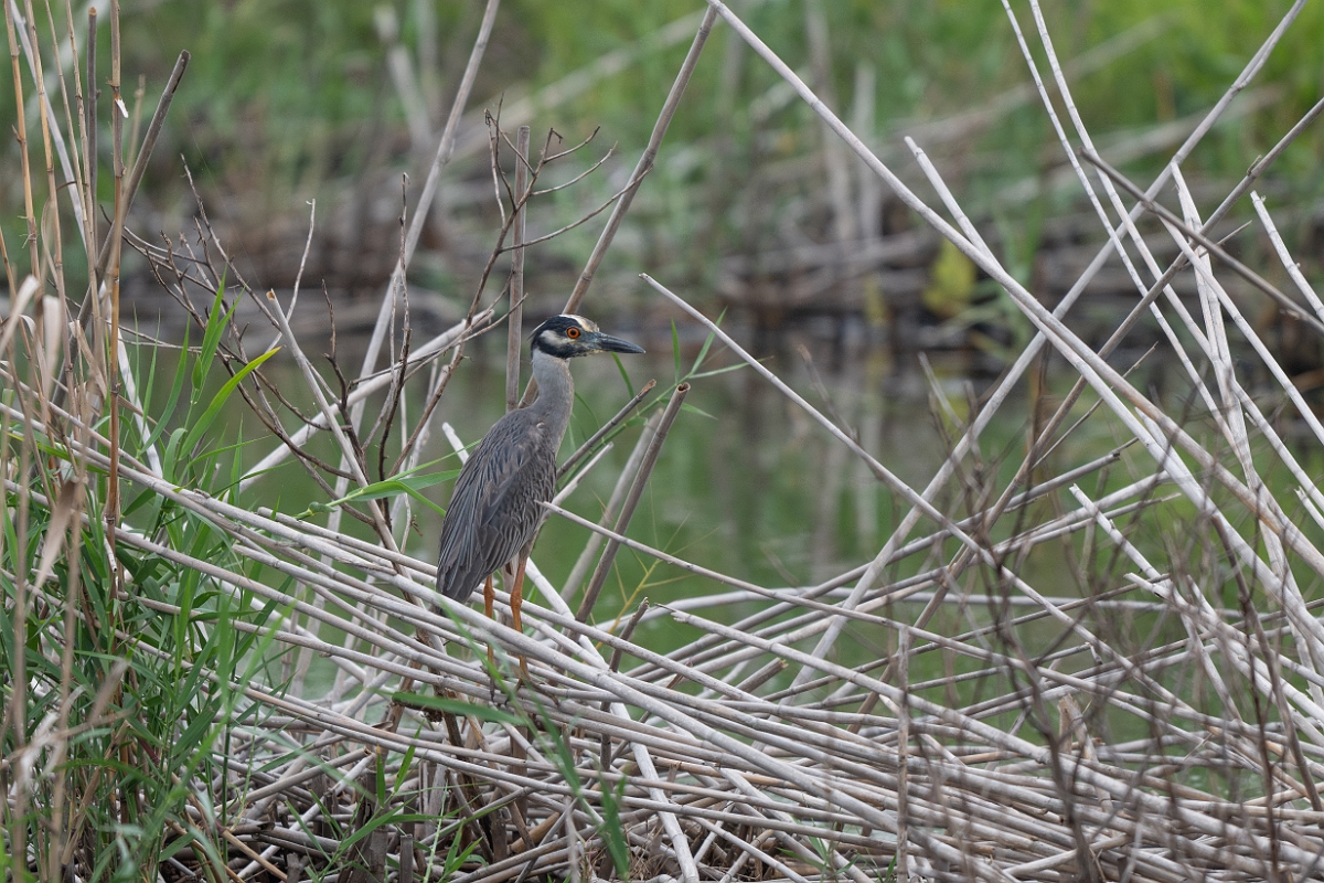 DPPhotography - Texas - Yellow-crowned night heron - I.jpg - Yellow-crowned night heron - Anahuac NWR, Texas