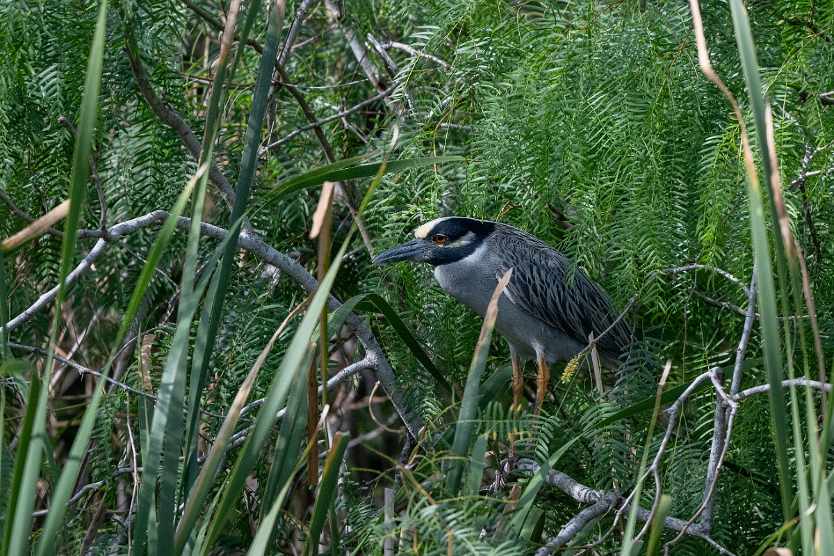 DPPhotography - Texas - Yellow-crowned night heron - J.jpg - Yellow-crowned night heron - Estero Llano Grande State Park, Texas