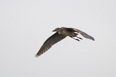 DPPhotography - Texas - Yellow-crowned night heron - C
