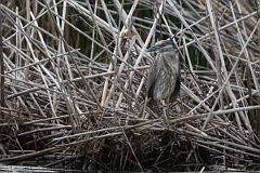 DPPhotography - Texas - Yellow-crowned night heron - E